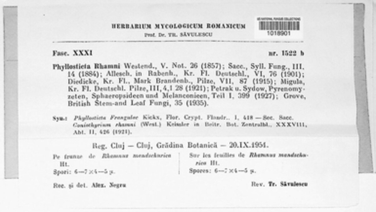 Phyllosticta rhamni image